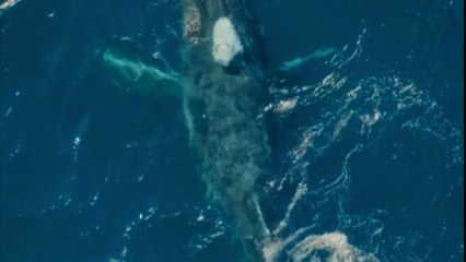 A glittery rainbow forms when two majestic humpback whales spit water and breach