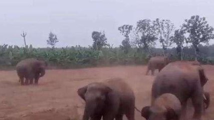 పార్వతీపురం: జిల్లాలో తగ్గని ఏనుగుల బెడద