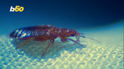 Be Prepared In Case Your Hotel Room Has Bed Bugs