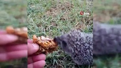 Yavru kirpiyi elleriyle besliyor