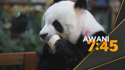 Xing Xing, Liang Liang sambut hari jadi ke-17