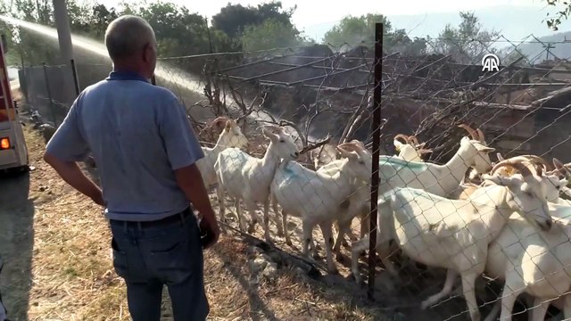 Çanakkale'deki orman yangınından Ulupınar Köyü de etkilendi