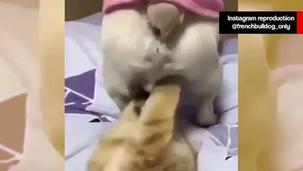 Vídeo hilário: gato resolve praticar boxe em área dolorosa de cãozinho