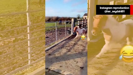 Vídeo hilário: asno, bezerro, cão e até peixe provocam pequenas catástrofes