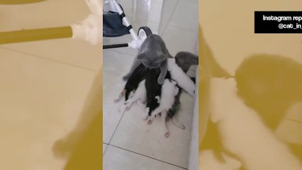 Vídeo impressionante: gata fica exausta com sua ninhada de filhotes esfomeados