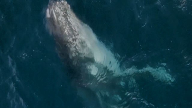 Majestic humpback whale does a full breaching and shows the wondrous nature of ocean life