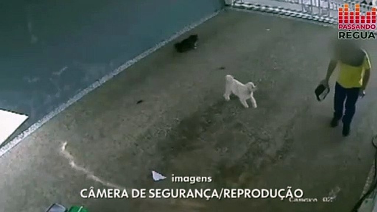 Carteiro é flagrado chutando cachorro durante entrega em Marília (SP)