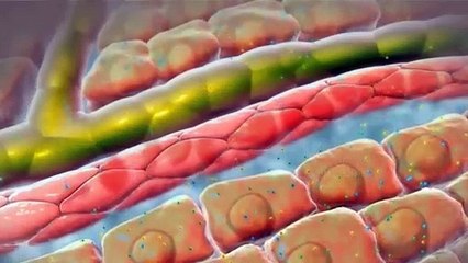 ANTRAX el Arma Biologica MAS TEMIDA- Como Afecta a nuestro Cuerpo - FISIOPATOLOGÍA del CARBUNCO