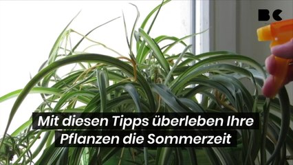 Mit diesen Tipps überleben Ihre Pflanzen die Sommerzeit