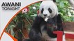 AWANI Tonight: Giant pandas Xing Xing, Liang Liang celebrate 17th birthday at Zoo Negara