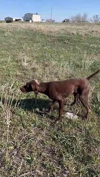 Pointer Doing Pointer Things