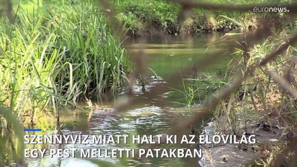 Ökológiai katasztrófa Budapest mellett: 3 napig titokban ömlött a szennyvíz a Sződrákosi-patakba