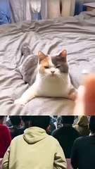 Funny videos/kucing lucu/funny cats/funny comedy/snaaksevideo/video qesharake / አስቂኝ ቪዲዮ/āsik’īnyi vīdīyo/فيديو مضحك/ fidyu mudhik / զվարճալի տեսանյութ /zvarchali tesanyut’/ মজাৰ ভিডিঅ' / wali muspharkañ video / gülməli video / videyo nisɔndiyalen/ bideo