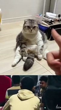 Funny videos,#hahahahah#heheheh#hihihu#xixixi,Funny videos,فيديو مضحك/grappige video/ смешнае відэа/ 有趣的視頻/ sjov video / hauska video/bhidio èibhinn/fyndið myndband/video divertente/面白いビデオ/ lustiges Video/ 웃긴 영상/ witzeg Video/ śmieszny filmik/Vídeo