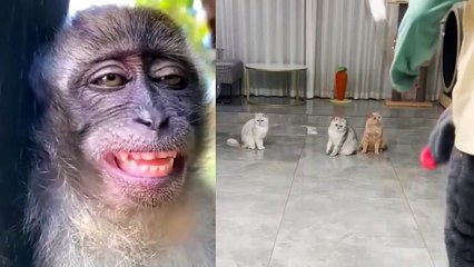 Very funny videos/footbal cats/funny video/snaakse video/video qesharake / አስቂኝ ቪዲዮ/āsik’īnyi vīdīyo/فيديو مضحك/ fidyu mudhik / զվարճալի տեսանյութ /zvarchali tesanyut’/ মজাৰ ভিডিঅ' / wali muspharkañ video / gülməli video / videyo nisɔndiyalen/ bideo diber