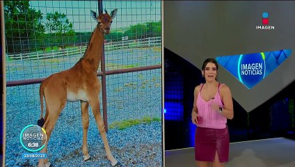 Nace jirafa sin manchas en zoológico de Tennessee