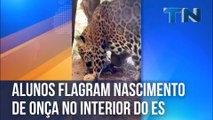 Alunos flagram nascimento de onça no interior do ES