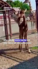 États-Unis : Une girafe sans tache naît dans un zoo #shorts
