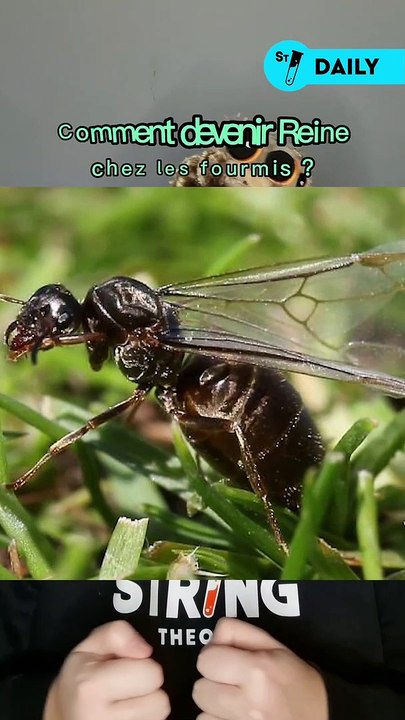 Devenir sa Majesté n’est pas une partie de plaisir ! Il y a plusieurs étapes à franchir et la première est le vol nuptial, après cela il y a encore bien d’autres dangers et défis à affronter ! 