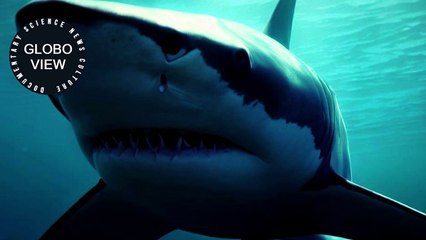 How to Survive a Shark Attack: 6 Techniques to Drive It Away and Useful Tips