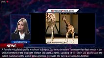 A rare spotless giraffe was born in a Tennessee zoo - 1breakingnews.com