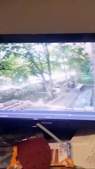 Oh la belle surprise, un ours...