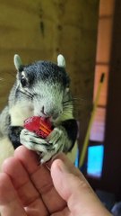 Smokey the Candy Bandit