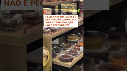 Cobra é flagrada rastejando em cima de bolos e pães em supermercado de Florianópolis