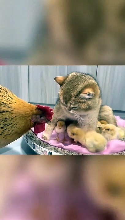 Funny moments! THE END _funnypictures _FunnyPinns -SofiaFunnyPin _FunnyOrDie _funnyordie -funnyvideos _FunnyQuotes#hewanlucu#binatanglucu#funnyanimals #funnyvideos #duniabinatang#kucinglucu#cat#catlover#sobatsemesta
