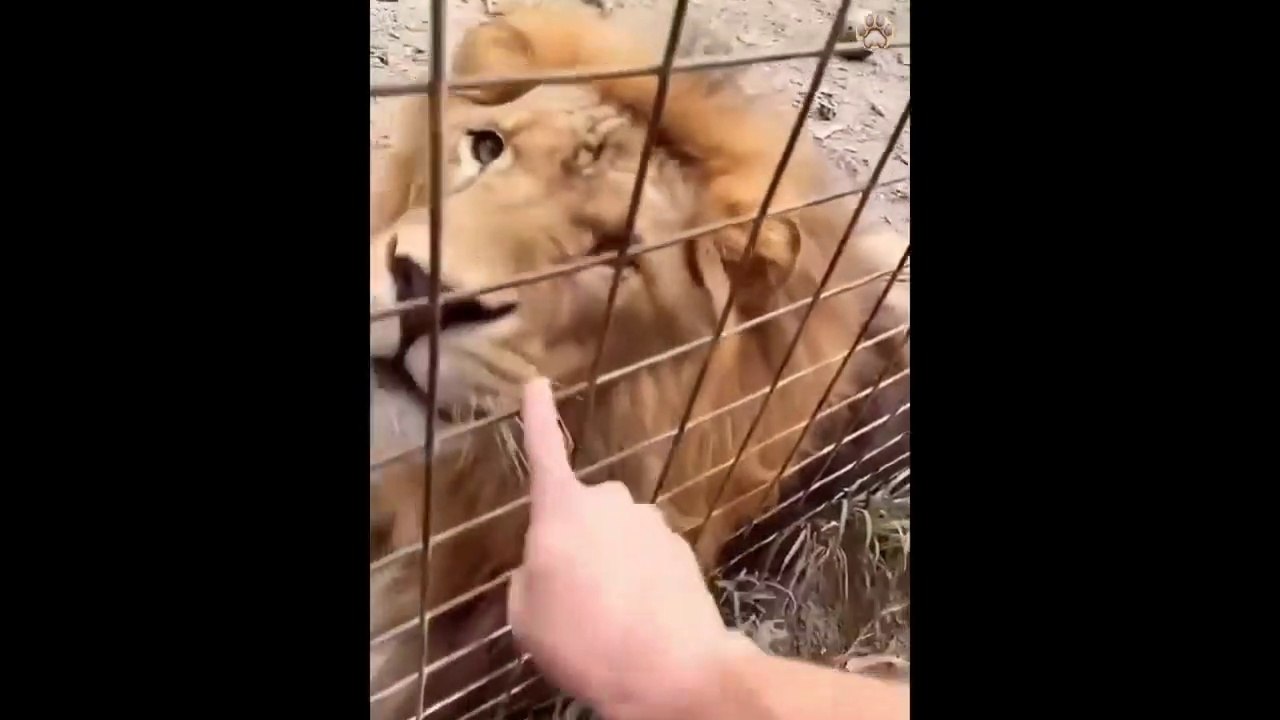 New Funny Animals -- Funniest Cats and Dogs Videos ----(720P_HD)