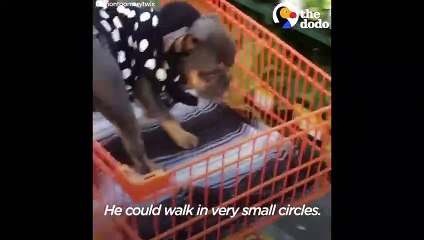 Little Dog Given Months To Live Proves Everyone Wrong   The Dodo