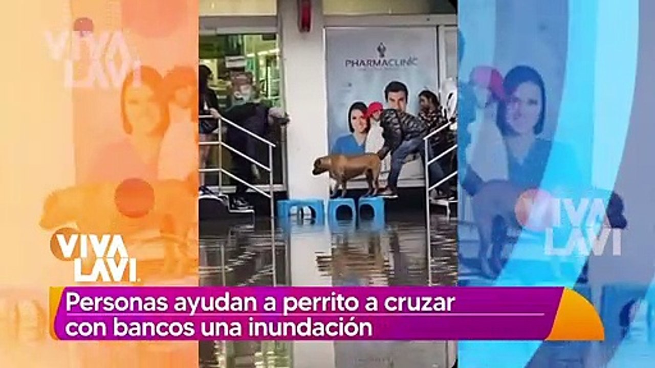 Personas ayudan a perrito a cruzar con bancos en una inundación