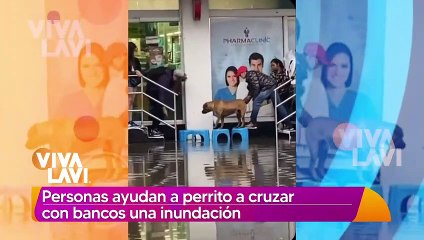 Personas ayudan a perrito a cruzar con bancos en una inundación