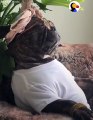 Napping Dog Wakes Up For Beyonce Tickets