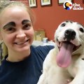 Shelter Dog Has The Best Eyebrows   The Dodo