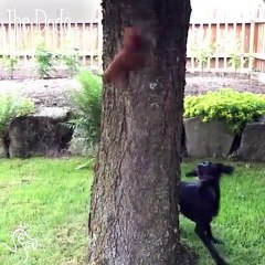 Squirrel Knows Exactly How To Outsmart This Dog