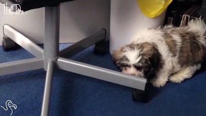 Dog Will Eat This Treat Or Else