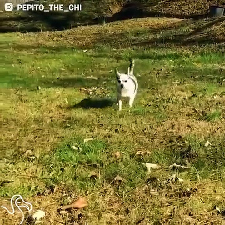 Senior Chihuahua Loves Going On Adventures