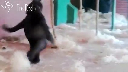 Gorilla Dances to Escape Boring Zoo Life   The Dodo