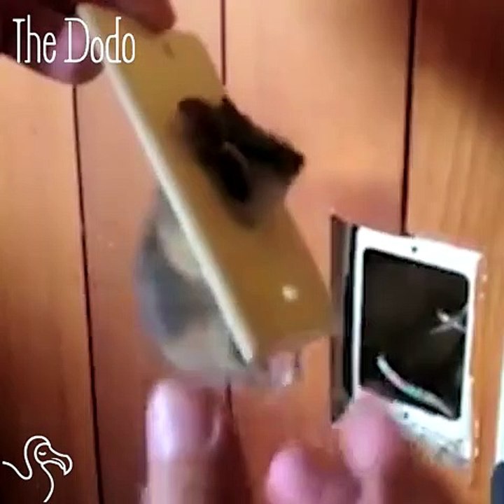 Kangaroo Rat Gets Herself Stuck In A Socket
