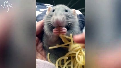 Rat Eats His Way Through Piles Of Spaghetti