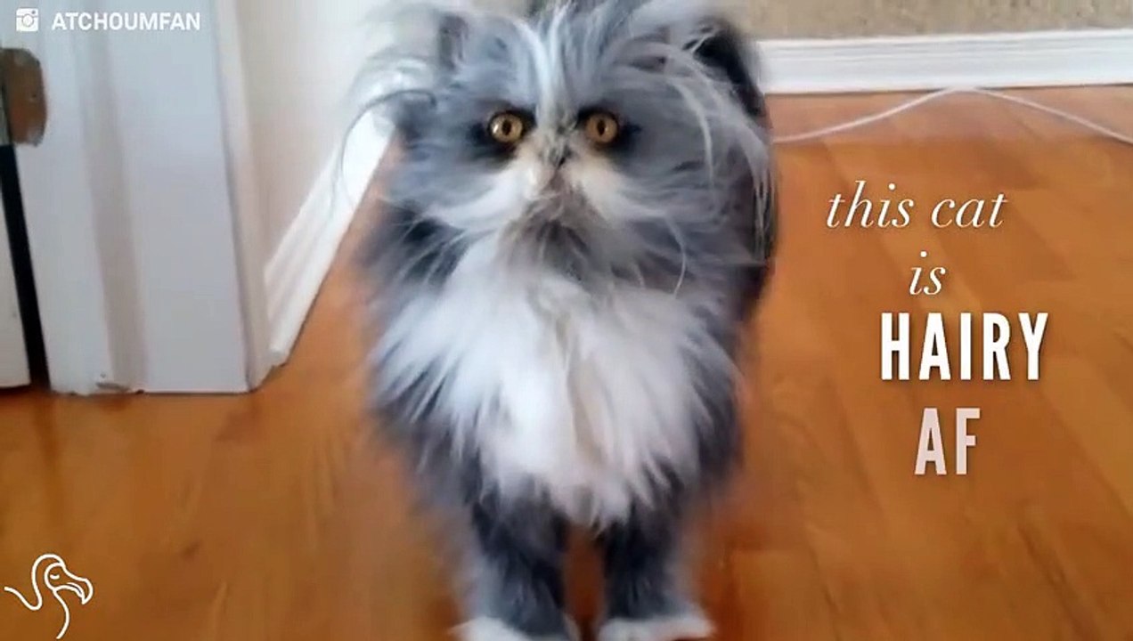 This Cat Is Hairy AF