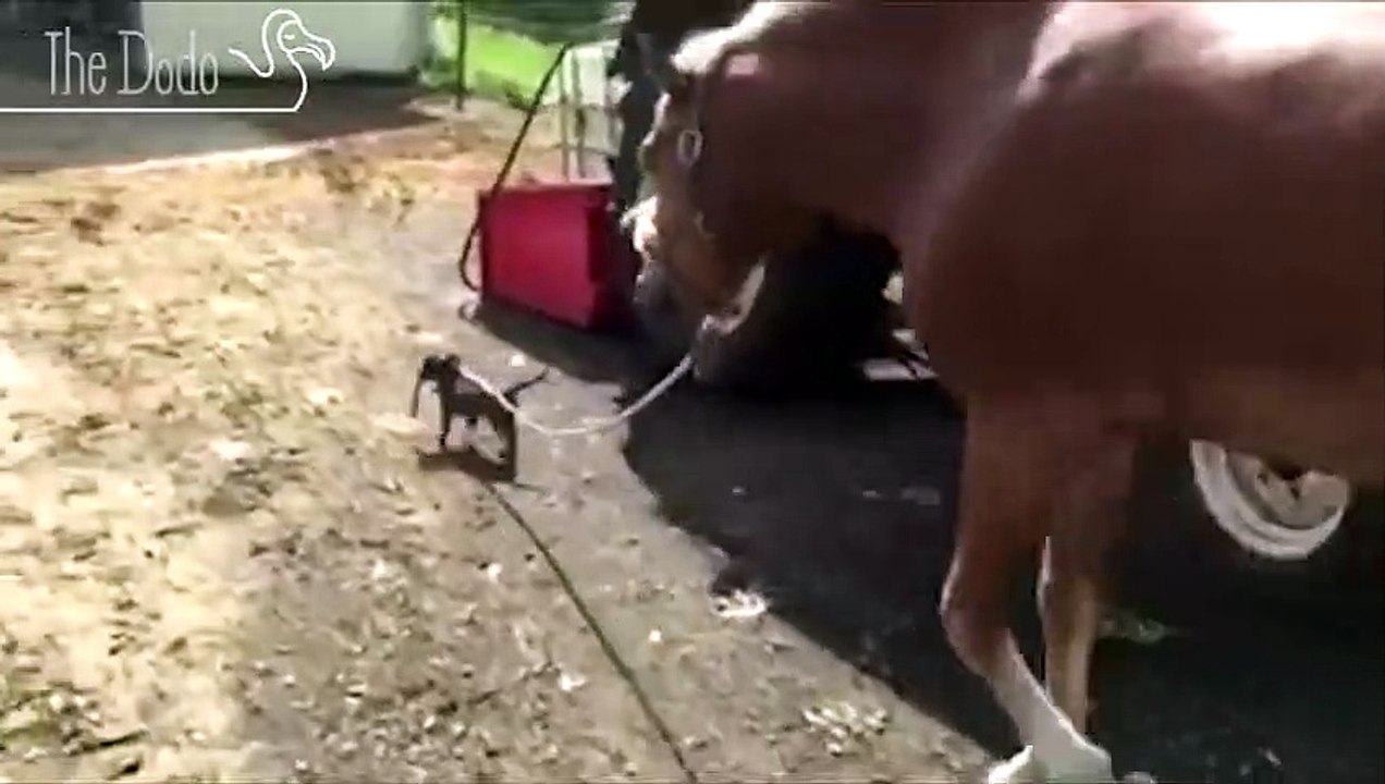 Tiny Dogs, Big World