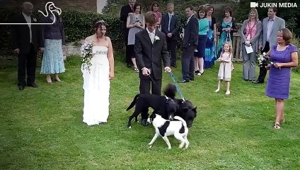 Dogs Who Are Trying To Ruin Everything