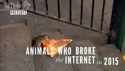 Animals Who Broke The Internet in 2015
