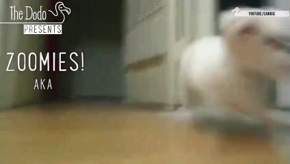 Zoomies AKA Puppies Losing Their S t