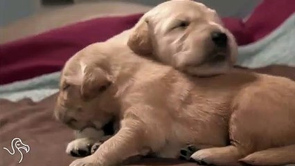 Animals Who Aren't Even Trying To Stay Awake