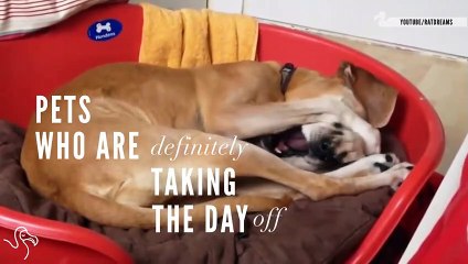 Pets Who Are Definitely Taking The Day Off