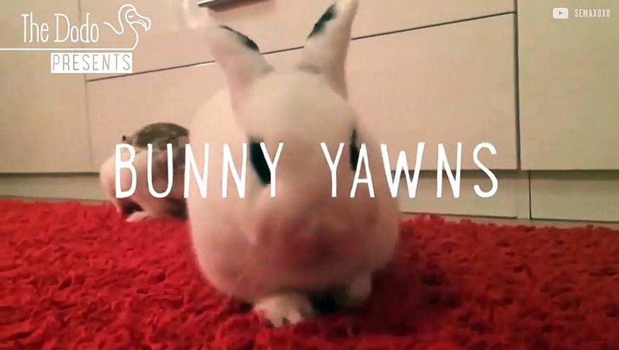 Bunny Yawns   The Dodo