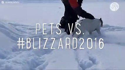 Pets Who Have NO Idea What To Do With All This Snow